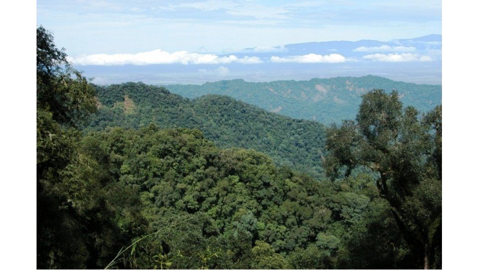 Bosques Nativos en Jujuy