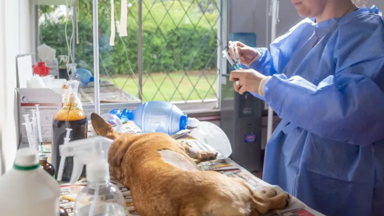 Operativo de castración y vacunación de mascotas