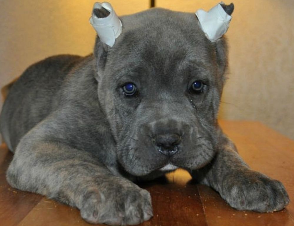 Perro