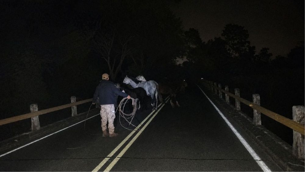 Peligro vial en Palpalá: ocho caballos sueltos fueron secuestrados en Ruta 56 Peligro vial en Palpalá: ocho caballos sueltos fueron secuestrados en Ruta 56