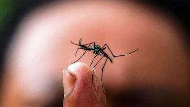 Alerta por chikungunya en Salta: Hay al menos 200 personas con secuelas.