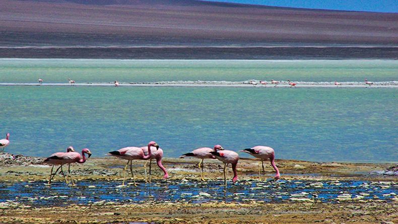 Laguna Brava, la imponente reserva natural argentina ideal para conocer en el otoño.