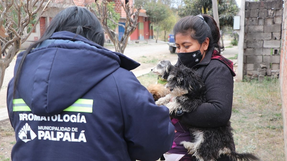 Palpalá: así será el cronograma de vacunación antirrábica&nbsp;