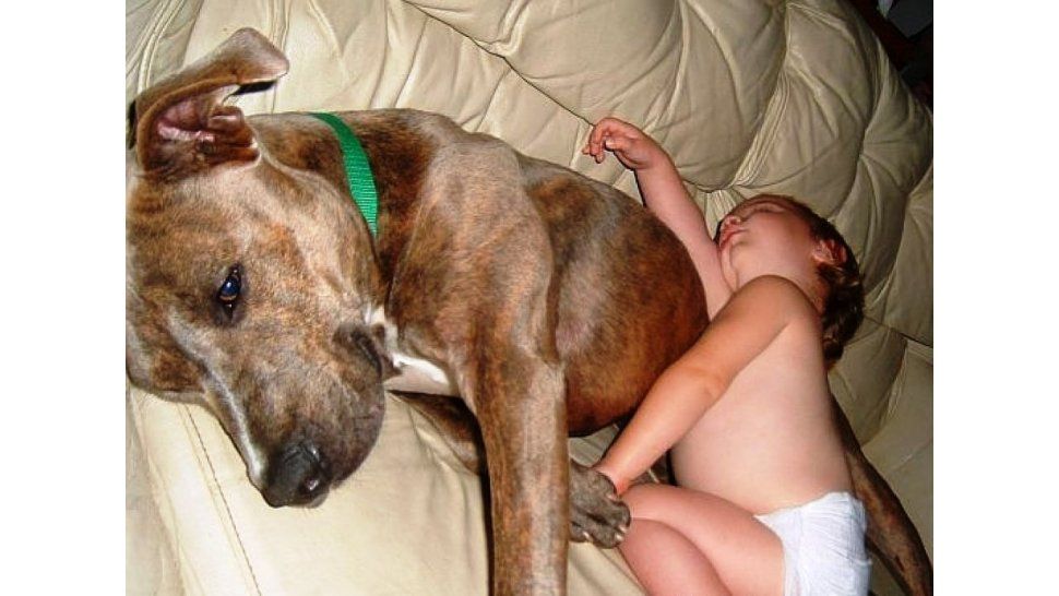 Pitbull en casa