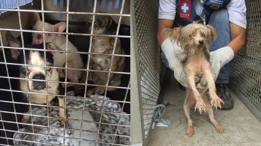 Se han rescatado 311 perros chihuahuas, salchichas y bulldogs francés hacinados y en condiciones lamentables.&nbsp;