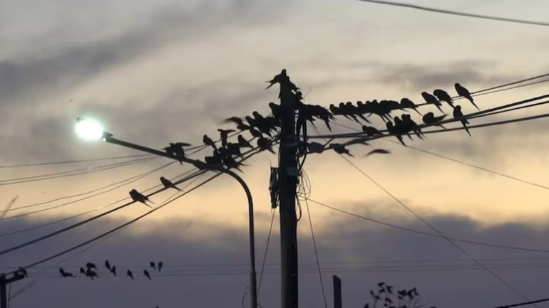 Invasión de loros barranqueros