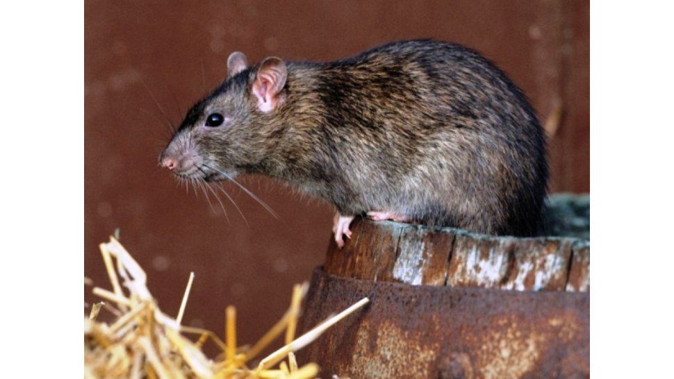 Roedores - Hantavirus