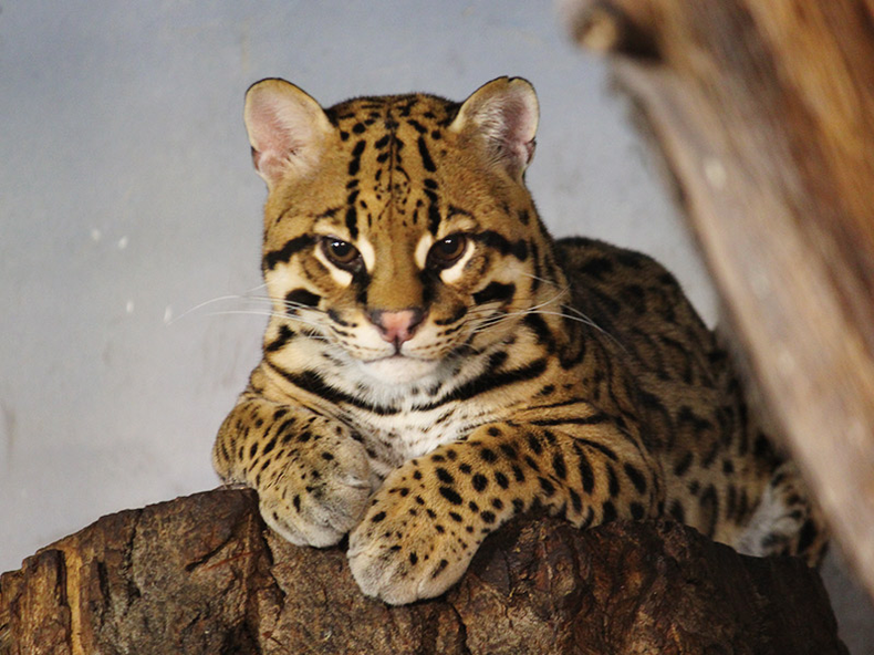 Ocelote.