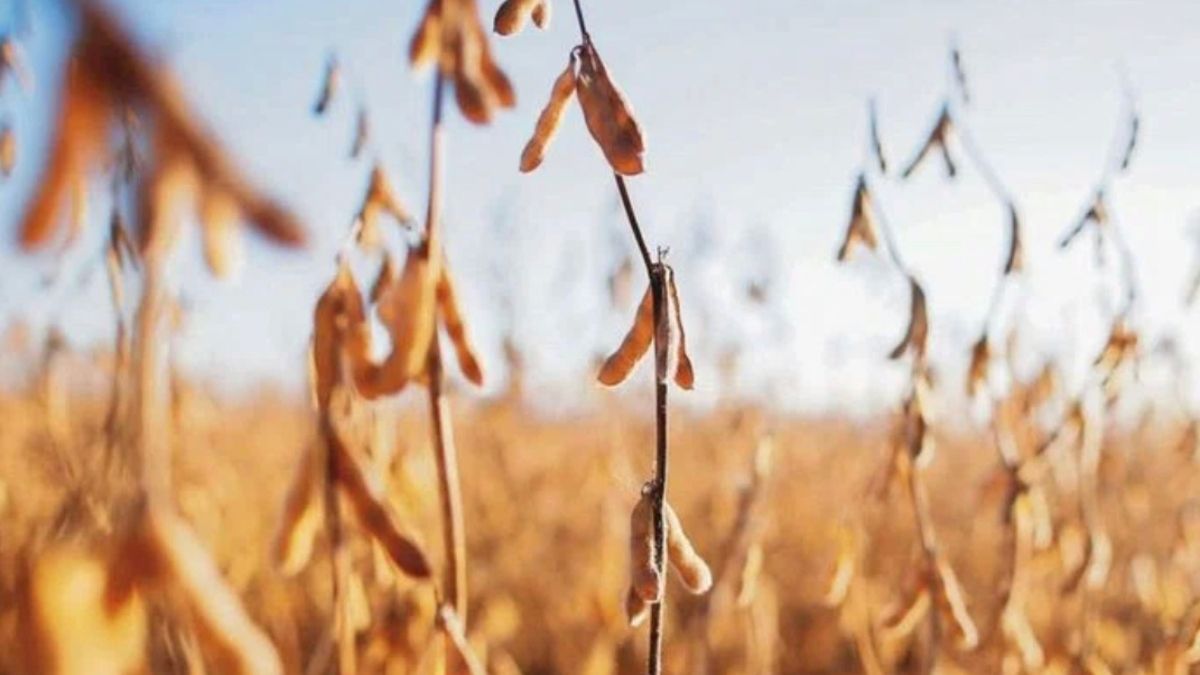 El acuerdo permitirá reanudar las exportaciones de granos ucanianos y de cereales y fertilizantes rusos.