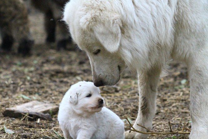 Los perros que viven para cuidar al ganado en la Puna