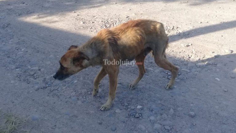 Beto, perrito abandonado