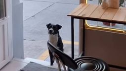 Buddys, el perro jujeño que es viral&nbsp;