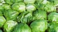 Ciclosporiasis, la infección intestinal vinculada a la lechuga contaminada.