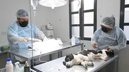 Campaña de castración y vacunación de mascotas en San Salvador de Jujuy Campaña de castración y vacunación de mascotas en San Salvador de Jujuy