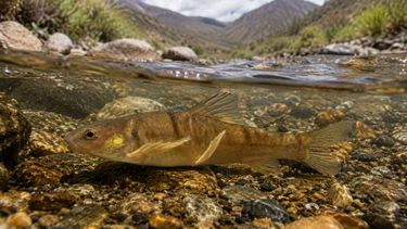 El CONICET describió una nueva especie de pez de agua dulce en Jujuy - imagen creada con IA El CONICET describió una nueva especie de pez de agua dulce en Jujuy - imagen creada con IA