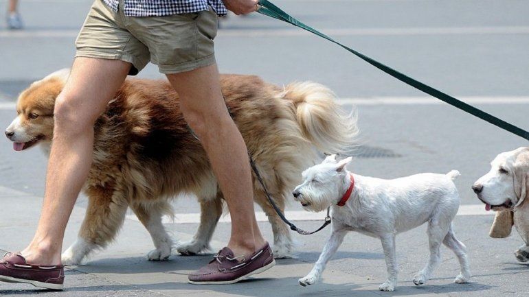 Rusia: a finales de abril habría una vacuna para animales