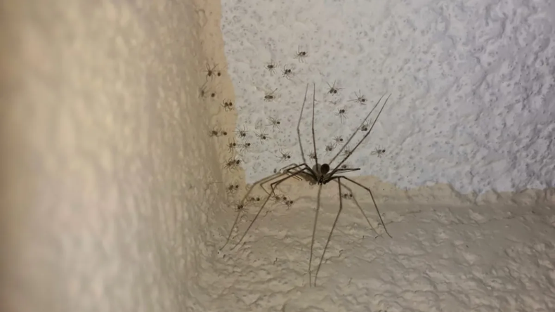 ¿Qué significa que aparezcan arañas en tu casa?