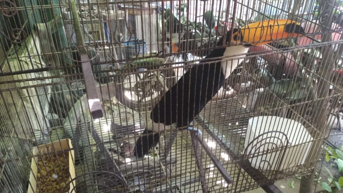 Es ilegal tener a animales silvestres en la casa.