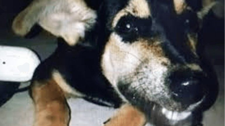 Perro Abuso Sexual.png