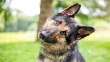 El estudio evaluó cinco métodos diferentes para captar la atención de los perros.
