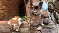 Esta gatita adoptó al perrito y se viralizó en las red social X (antes Twitter).