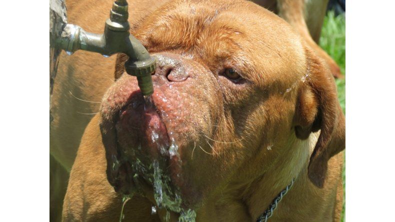 calor - perro