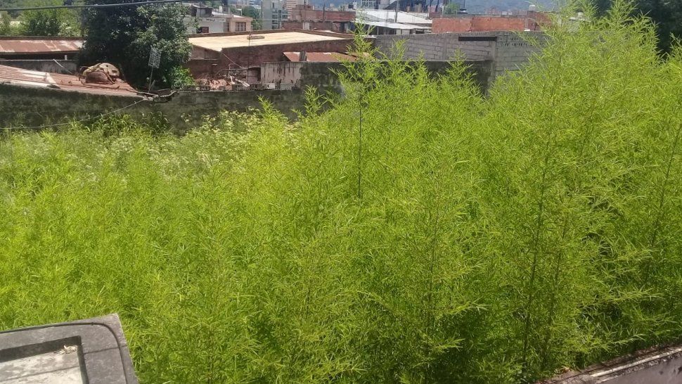 Falta de desmalezado en terrenos privados, un problema que se repite todos los veranos