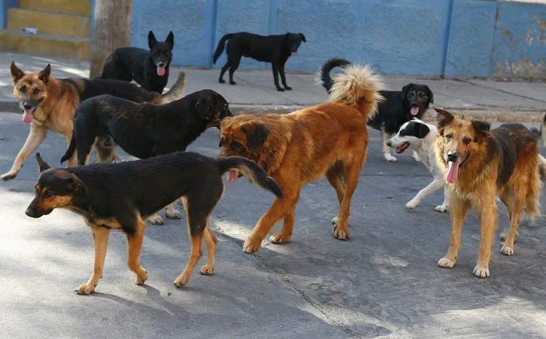 Alto Comedero agrupa el 40% de los animales de toda la ciudad. “Es importante que la sociedad sepa que existen mecanismos para intervenir en estas situaciones, que no solo afectan a los animales, sino también a la convivencia comunitaria”, concluyó Sáenz.