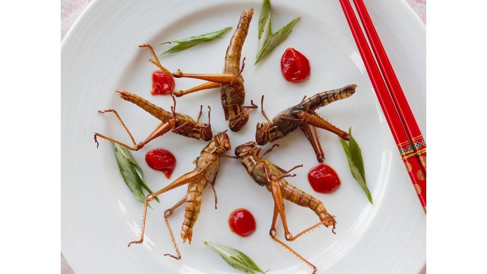 Comer insectos: una dieta saludable
