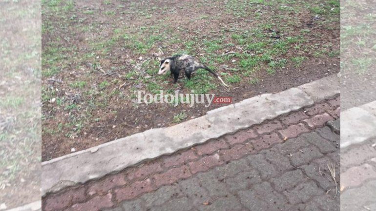 Comadrejas o Zarigueyas en el Parque San Martín