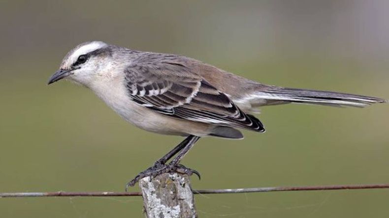 El significado oculto de la calandria cuando canta cerca tuyo