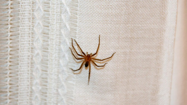 El significado espiritual de encontrar una araña en tu cama: los detalles.&nbsp;