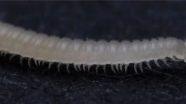 A pesar de ser ciegos y tan pequeños, estos ciempiés tienen una boca dentada y 486 patas.