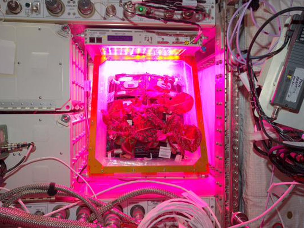 Cultivado en el espacio