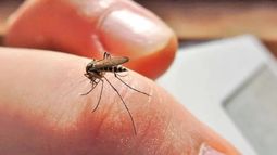 Jujuy confirmó 18 casos de chikungunya: Aguas Calientes concentra 12 casos