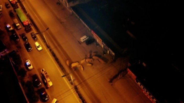 China: elefantes marchan y ya recorrieron 500 kilómetros.