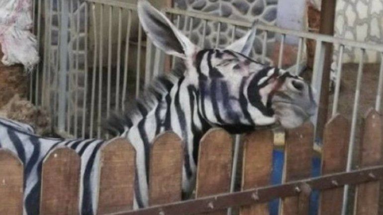 Burro por cebra