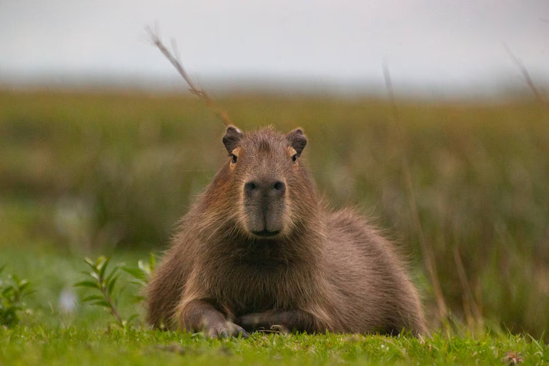 Carpincho o capibara.