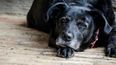 Buscan que las mascotas sean consideradas familias y solicitar una licencia especial en su muerte.
