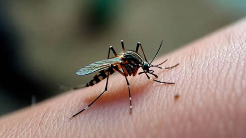 "El dengue es c&iacute;clico"