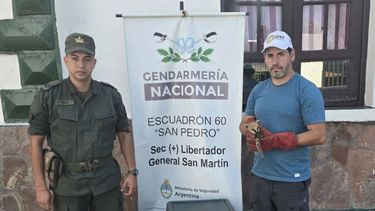 Rescate de fauna silvestre en Jujuy: Gendarmería decomisa loros y un coatí