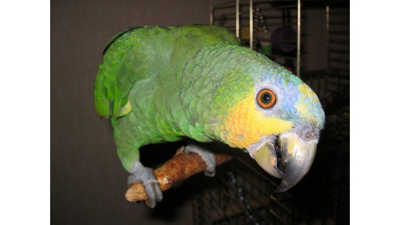 Loro