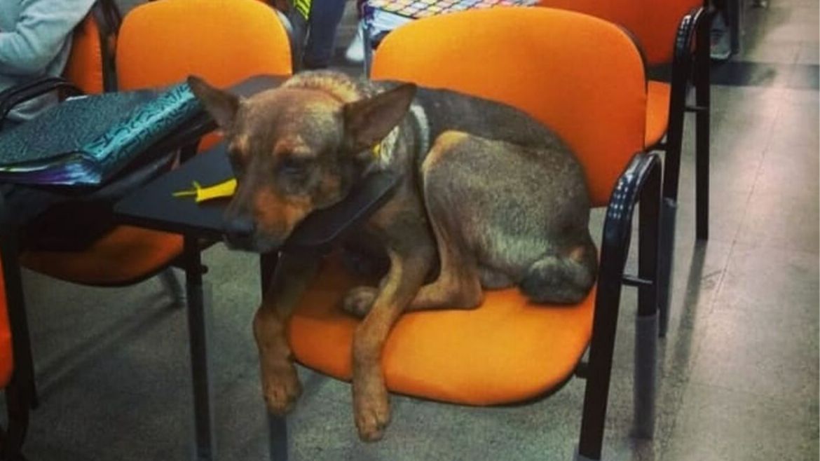 Todo Jujuy | Perro en la facultad de Humanidades.jpg