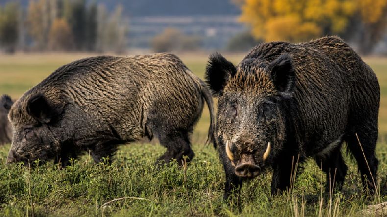 En Argentina, el avance del jabalí europeo se transformó en una de las principales preocupaciones para el campo