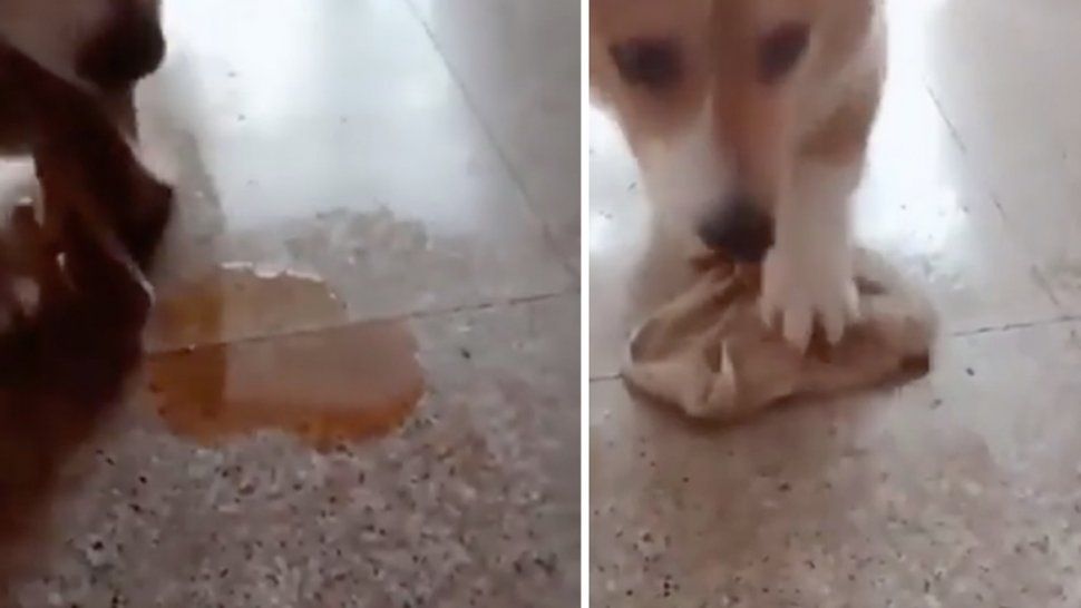 un perrito educado: su dueno lo reto y sabia que tenia que limpiar su orina