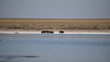Alarma en el campo por una plaga que provoca pérdidas millonarias en Argentina Alarma en el campo por una plaga que provoca pérdidas millonarias en Argentina