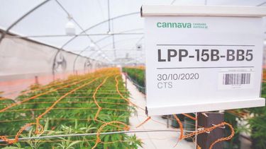 Plantaciones de cannabis medicinal en Jujuy.&nbsp;