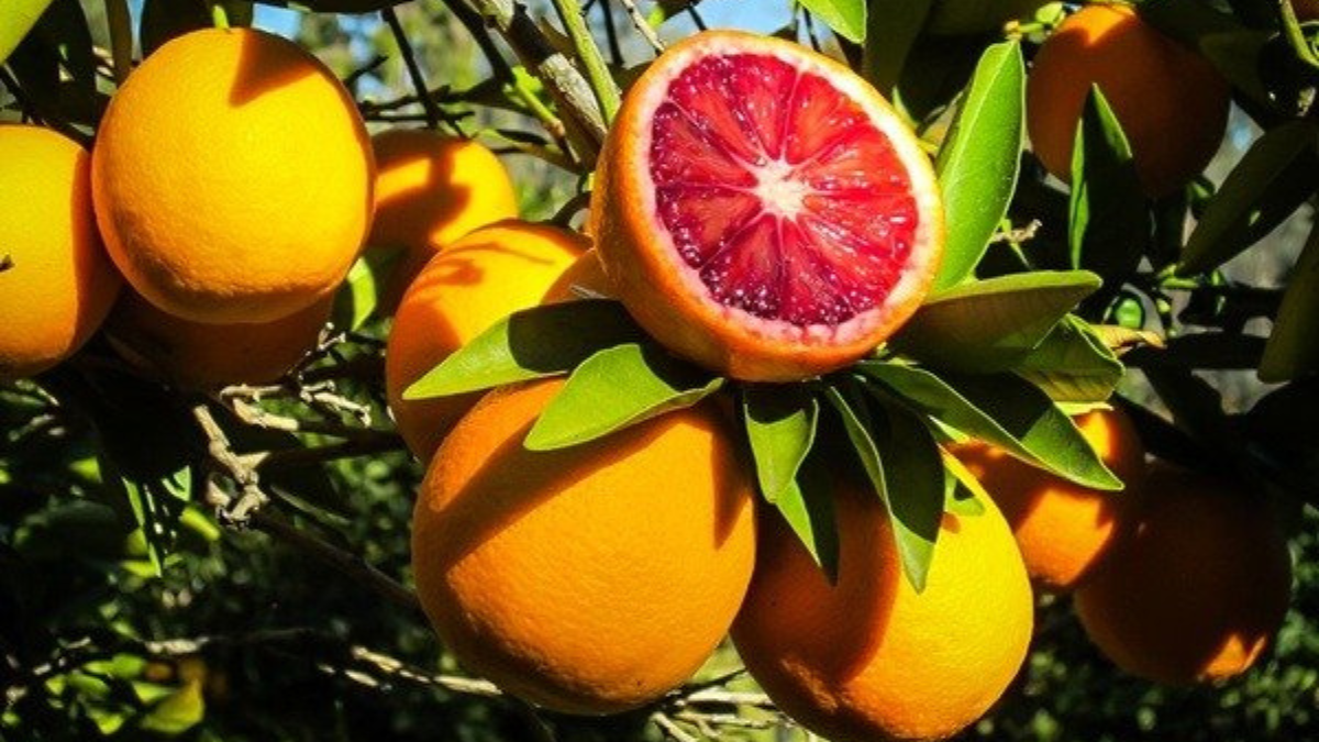 naranja sanguina: el citrico rojo que pocos conocen y tiene mas vitamina c