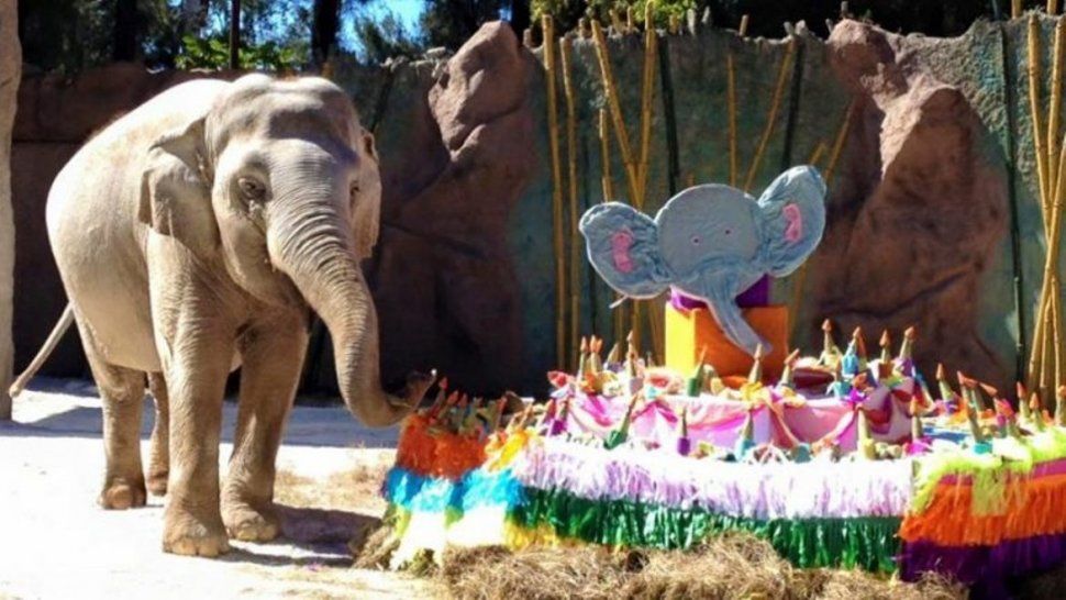 las tiernas fotos del cumpleanos de la elefanta trompita en el zoologico