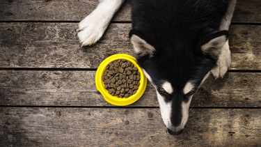 Por qué mi mascota no quiere comer: lo que hay que saber.&nbsp;
